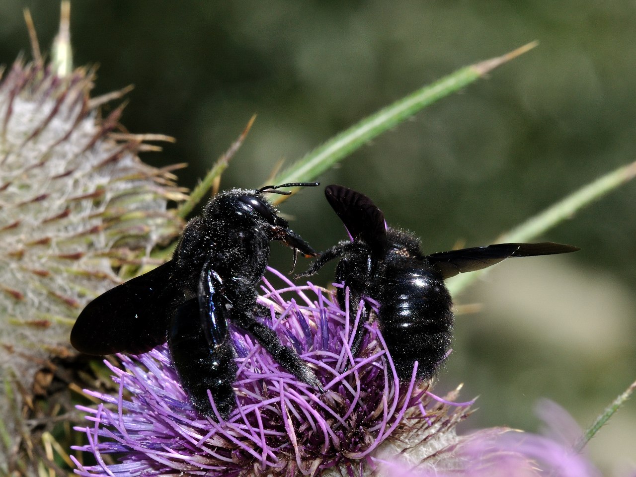 Apidae Xylocopinae: Xylocopa valga ♂ e femmina